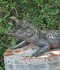 Alligator by David Hunter Turner