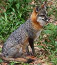 Brookgreen fox