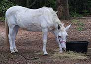 White Mule Brookgreen LowCountry Zoo
