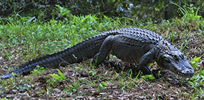 Alligator at Brookgreen Gardens