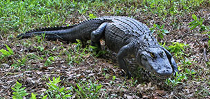 Alligator at Brookgreen Gardens