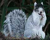 Eastern Grey Squirrel 