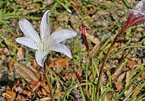 Atamasco Rain Lily in Bloom - Myrte Beach State Park