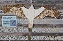 Myrtle Beach State Park - Ospry sign