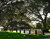 Myrtle Beach State Park trees near playground