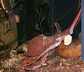 Octopus in aquarium tank