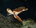 Sea Turtle Aquarium of South Carolina
