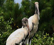 Storks Huntington Beach State Park
